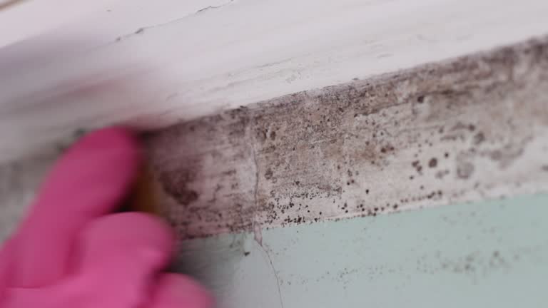 Best Mold Prevention Services  in Centre Grove, NJ